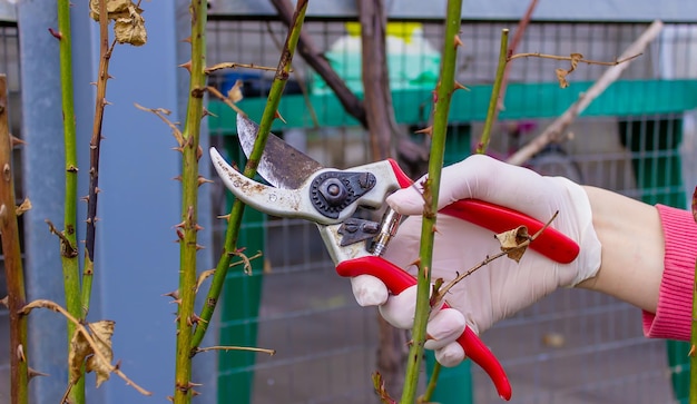 Closeup of gardeners in protective gloves with a garden pruner doing spring pruning of a rose bush selective focus