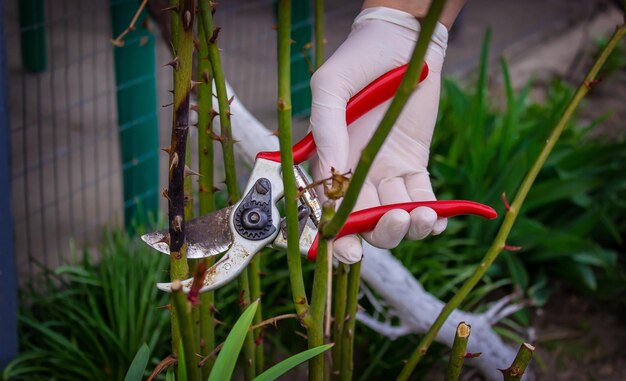 Closeup of gardeners in protective gloves with a garden pruner doing spring pruning of a rose bush selective focus
