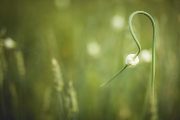 ニンニクの花のクローズ アップ