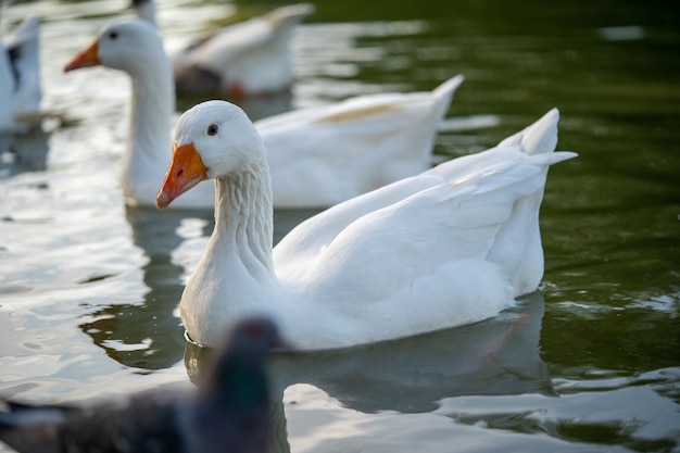 Closeup of geese on a pond under the sunlight in a park