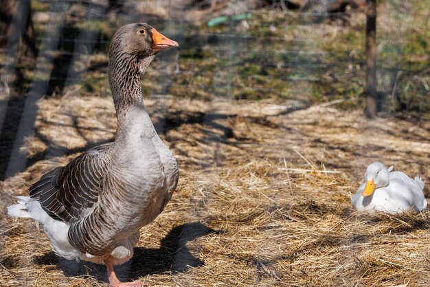 Closeup geese walking on an ecofarm