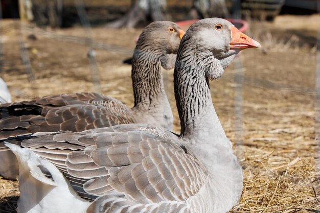 Closeup geese walking on an ecofarm