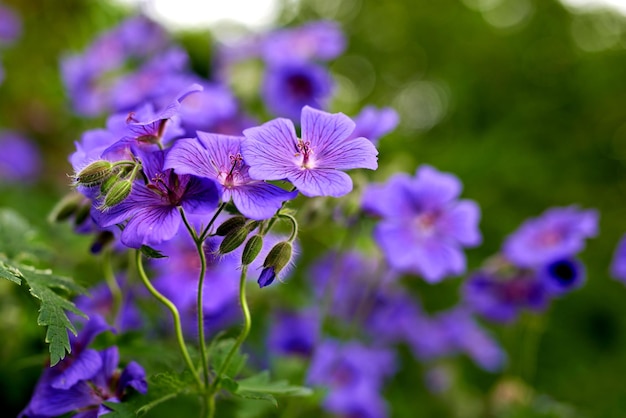 エコロジカルガーデンのゼラニウムの花のクローズアップ紫の植物は、緑豊かな葉のある緑の野原で春に咲きます外の新鮮な活気に満ちた明るいカラフルな花びらのマクロビュー