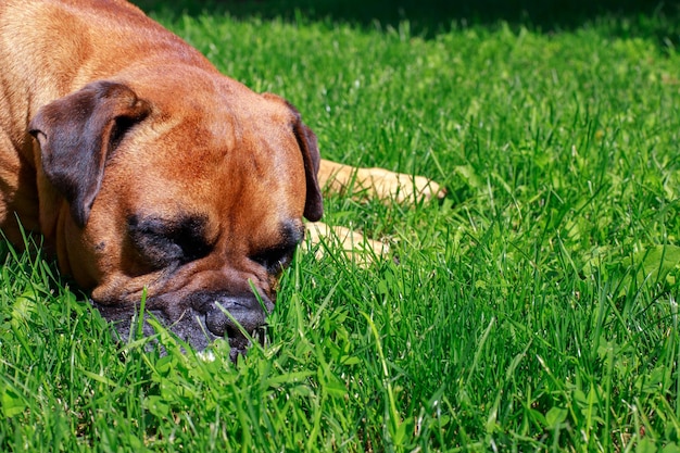 芝生の犬のドイツのボクサーのクローズ アップ動物保護獣医師