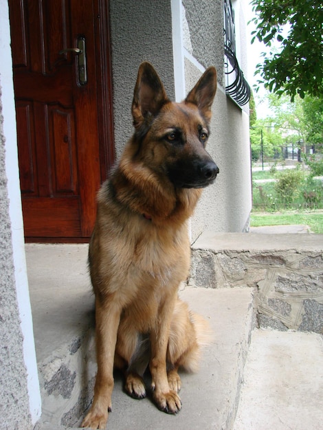 Closeup of a German Shepherd dog with intelligent eyes and tongue hanging out The dog plays and rests