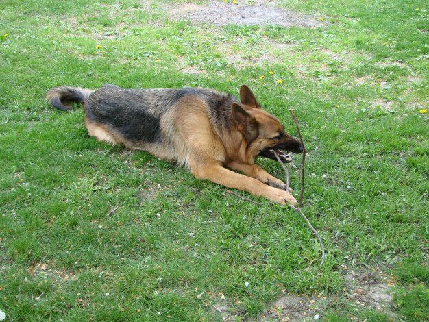 Closeup of a German Shepherd dog with intelligent eyes and tongue hanging out The dog plays and rests