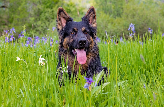 Closeup of a German shepherd resting in the scenic green meadow