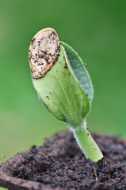 Closeup on the germination of a seed on green 