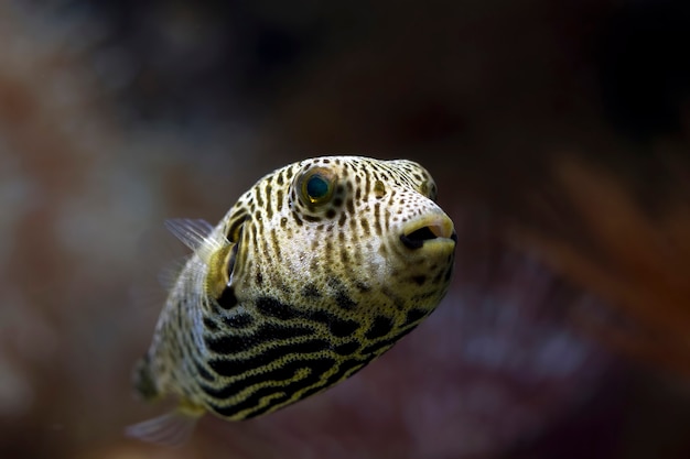 Closeup gezicht Kogelvis vooraanzicht, kogelvis gezicht