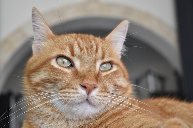 Primo piano del gatto dello zenzero che si siede in una casa