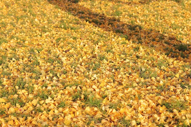 Closeup of gingo leaves that have fallen to the ground selective focus Yellow gingo leaves