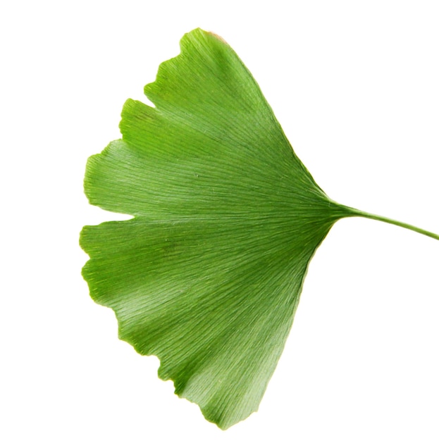 Closeup of ginkgo Biloba isolated on white background