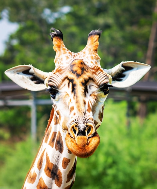 Closeup giraffe in the nature