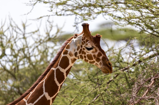 Closeup of a giraffe with many plants