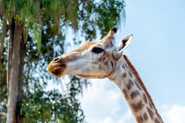 Closeup giraffe