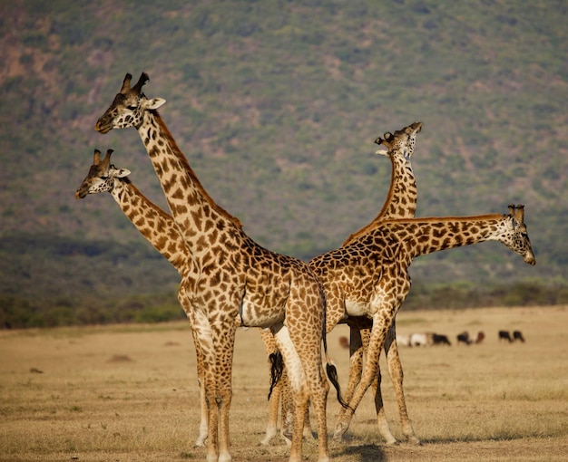 Closeup of giraffe