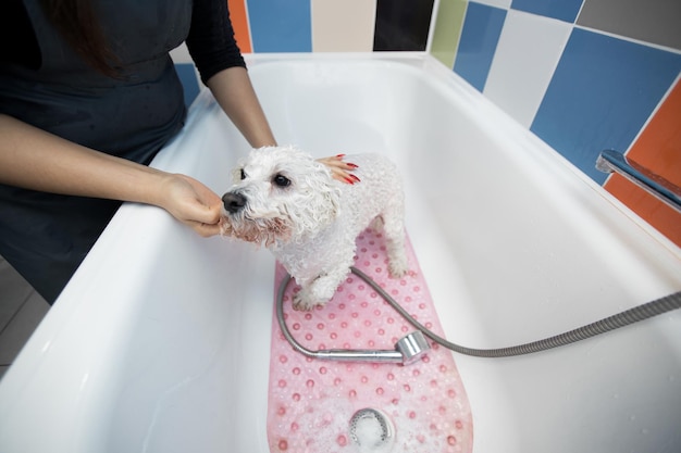 Closeup of a girl bathing her dog in the bathroom she pours water on her from the shower