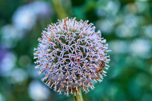 Closeup of a globe thistle plant growing in a garden against a green nature background Echinops budding and blooming in a park or field in spring Bright wildflowers blossoming in a meadow