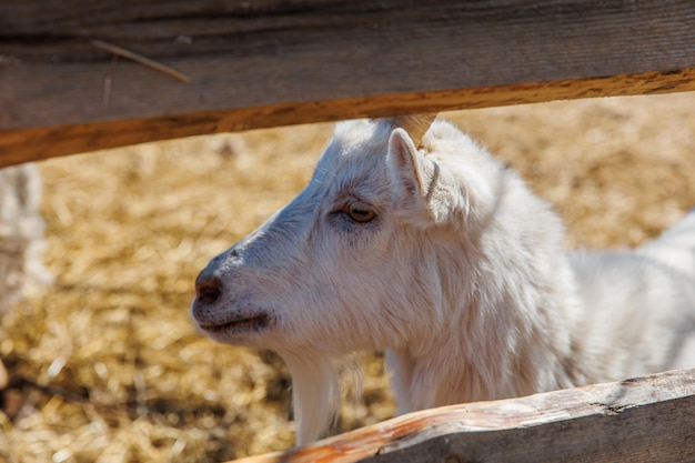 Closeup of a goat on an ecofarm