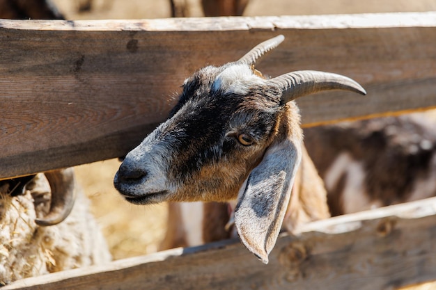 Primo piano di una capra su un'ecofarm