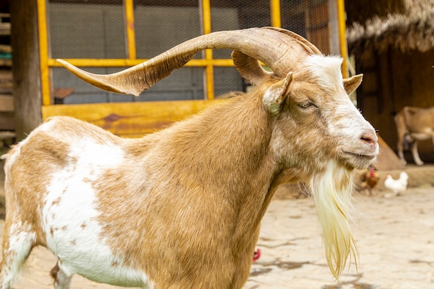 Closeup on goat on the farm.