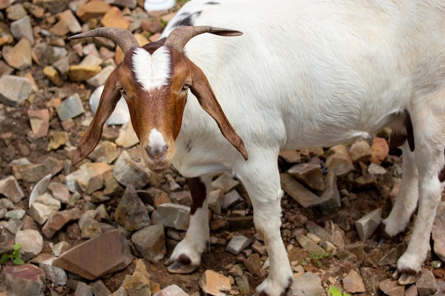 Photo closeup of a goat looking at the camera on nature in the thailand countryside