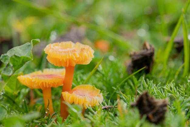 Closeup of goblet waxcap mushrooms growing among green grass