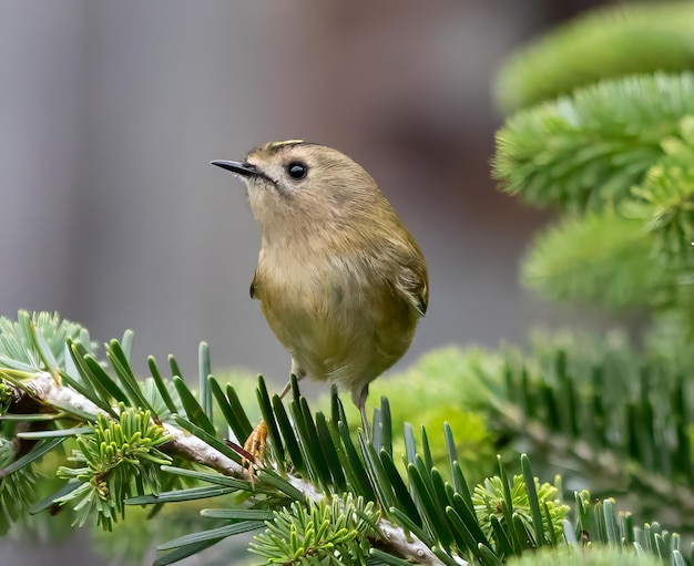 Closeup of a goldcrest Regulus regulus perched on a green branch of a tree
