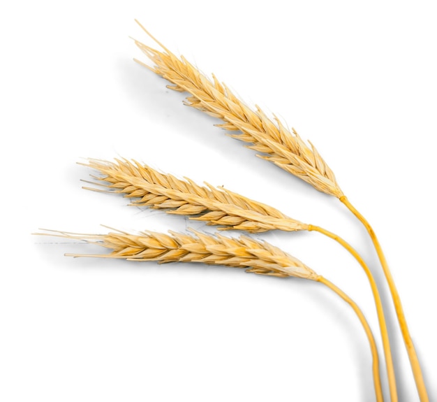 黄金の大麦、小麦植物のクローズアップ