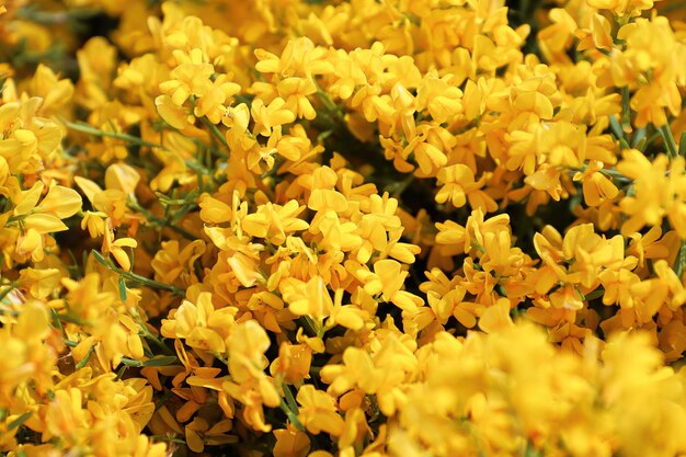 Closeup of golden flowers on a lydia shrub