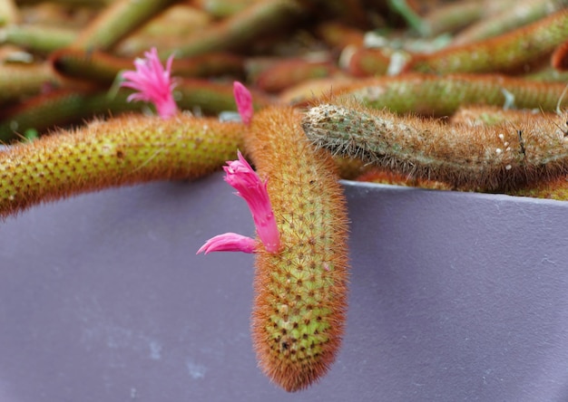 Closeup of the Golden Rat Tail Cactus with a pink flower