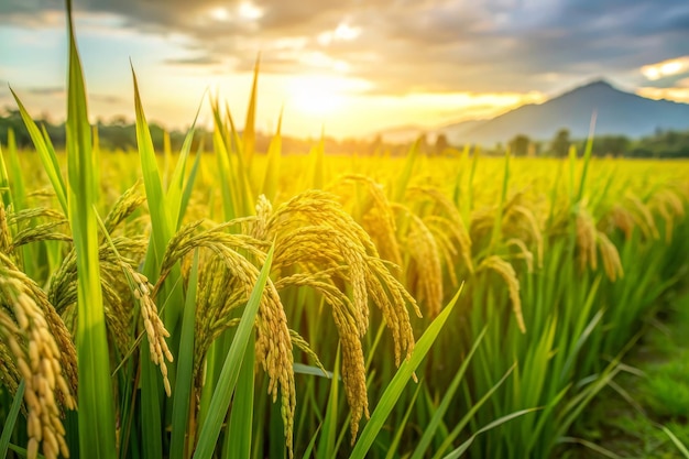 a closeup of golden rice stalks in a field bathed in the warm glow of sunset the image symbo