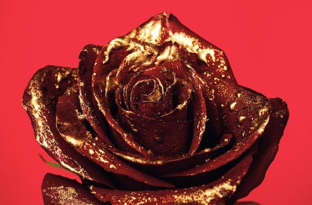 Foto close-up di rose dorate su sfondo nero concept floreale creativo bloom rose wallpaper rose d'oro fiore decorativo elemento di design rosa modello