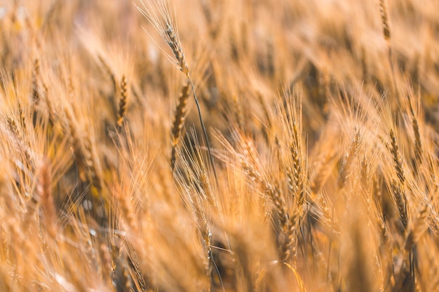 Closeup on golden wheat field or barley farming