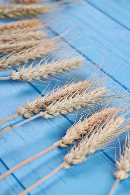 Closeup golden wheat spikelets on blue wood background