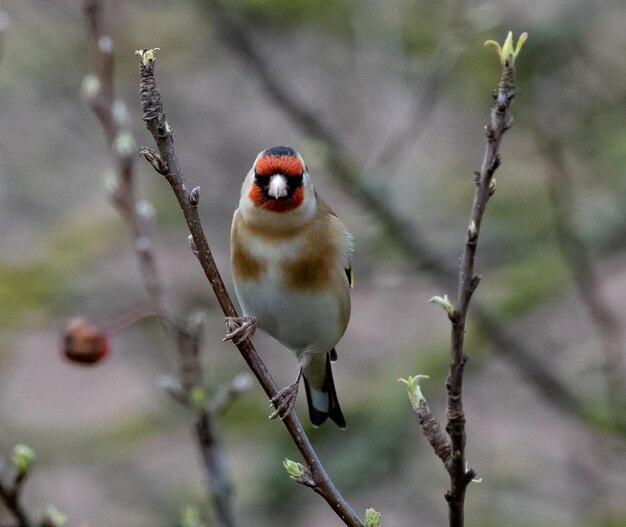 Closeup of a goldfinch perched on a branch