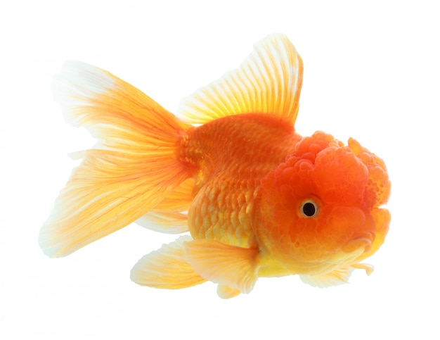 Closeup of a goldfish isolated