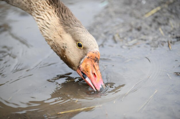 Photo closeup of a gooses head eye and neck