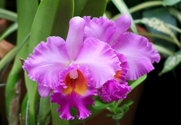 Closeup of Gorgeous Cattleya Orchids Blooming in the Garden