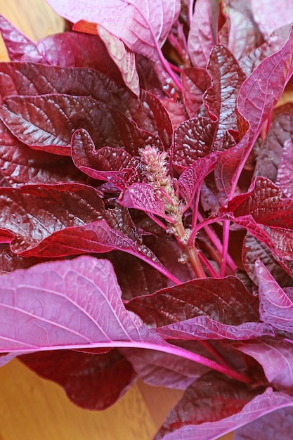 화려한 색상의 신선한 유기농 레드 시금치 또는 Amaranthus Dubius의 근접 촬영