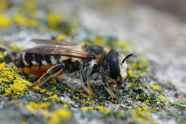 Closeup on a gorgeous colored white sectioned leafcutter bee, Megachile albisecta, sitting on a piece of wood