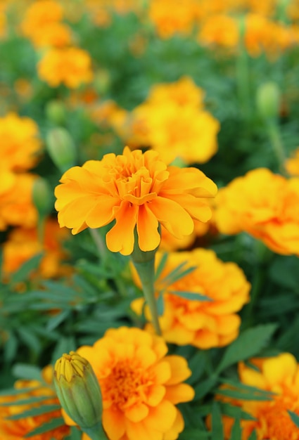 Primo piano della splendida fioritura di calendula nel campo