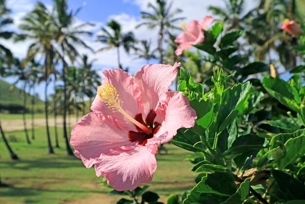 Photo closeup of a gorgeous pink with red hibiscus blossoming in the sunlight