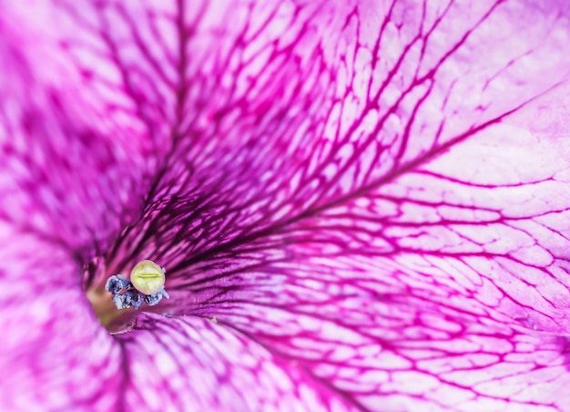 Closeup of gradient vivid purple flower petals texture