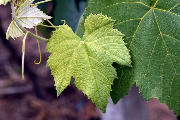 Photo closeup of grapevine leaves in the plantation