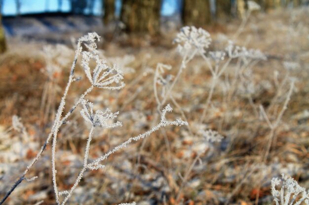 Closeup grass in frosty weather