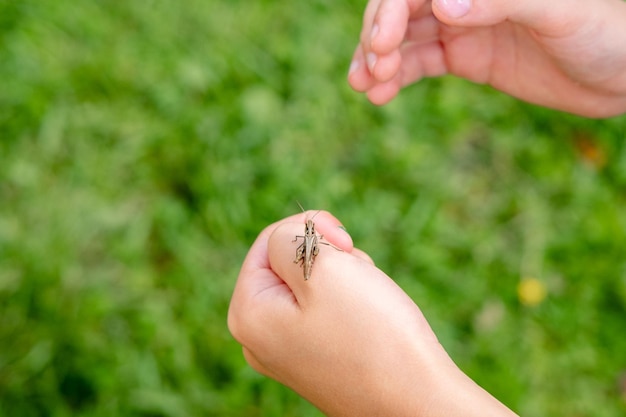 Closeup of a grasshopper resting in the palm of a boy's hand Summer stories with insects Fearless child Curious children