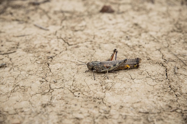 Closeup of a grasshopper