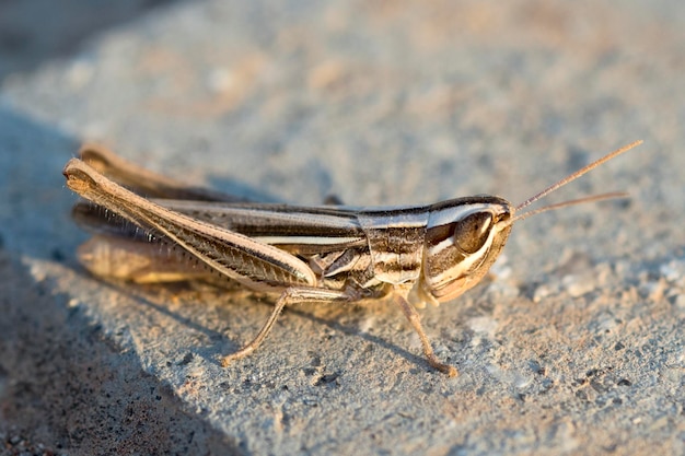 Photo closeup of grasshopper