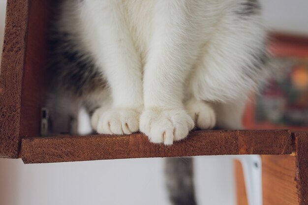 Primo piano delle zampe di gatto britanniche grigie che si siedono sul tavolo